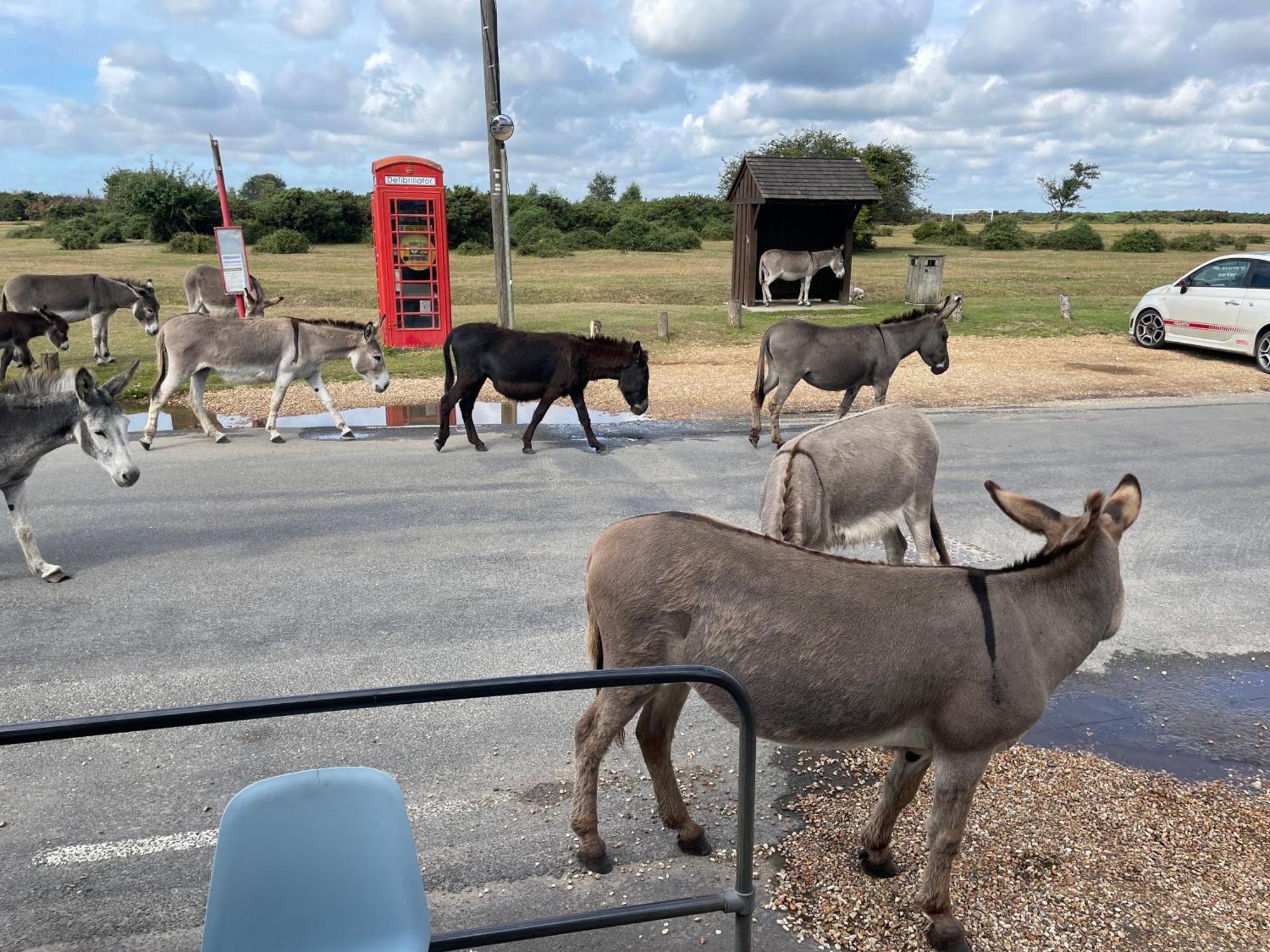New Forest View Beaulieu Zewnętrze zdjęcie